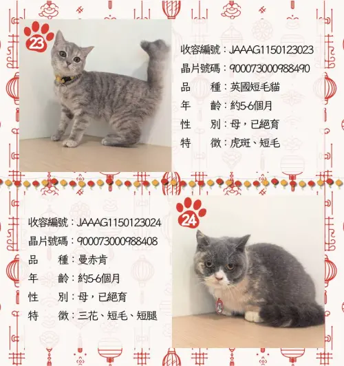 ▲嘉義品種貓認養名單、貓咪年齡、外觀、身體特徵。（圖／嘉義縣家畜疾病防治所）