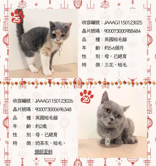 ▲嘉義品種貓認養名單、貓咪年齡、外觀、身體特徵。（圖／嘉義縣家畜疾病防治所）