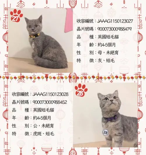 ▲嘉義品種貓認養名單、貓咪年齡、外觀、身體特徵一次看。（圖／嘉義縣家畜疾病防治所）