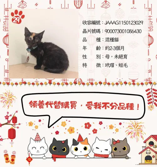 ▲可愛的混種小奶貓也在等待著一個家。（圖／嘉義縣家畜疾病防治所）