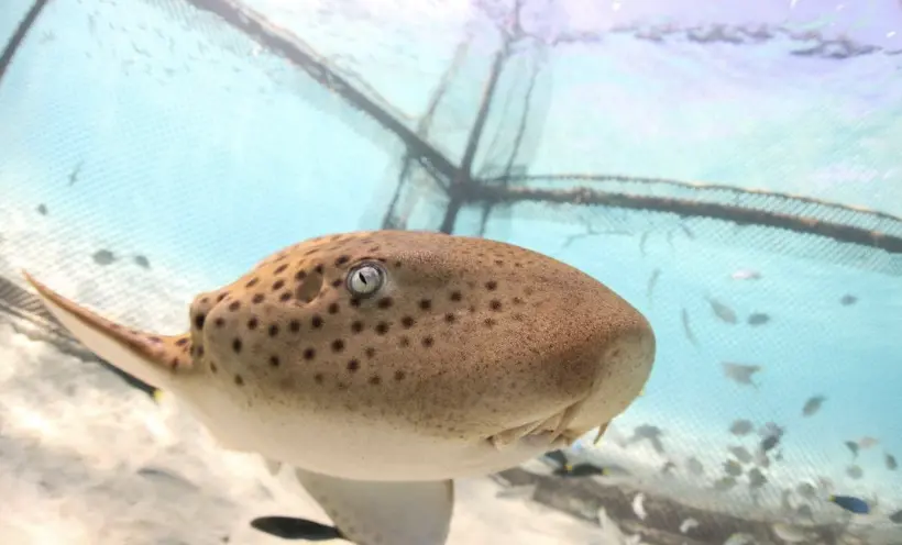 ▲泰國保育團隊將在海生館成功繁殖並完成訓練的豹紋鯊野放回海，並透過聲學標籤持續追蹤其活動，盼逐步恢復野外族群數量。（圖／路透社／達志影像）