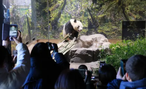 影／日本貓熊歸零！「曉曉、蕾蕾」今返中　粉絲淚別：明天怎麼辦
