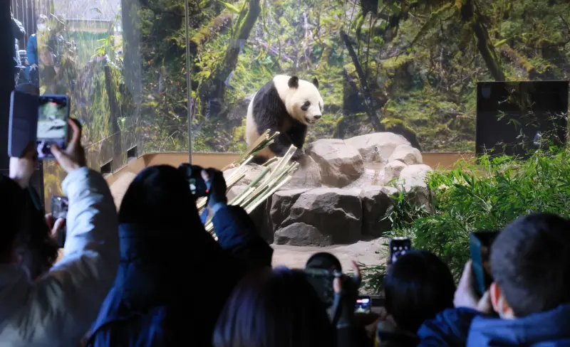 ▲日本上野動物園的雙胞胎貓熊「曉曉」與「蕾蕾」今午後正式離開園區，預計今晚啟程飛回中國。圖為最後公開展示。（圖／美聯社／達志影像）