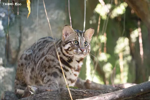 北市動物園一年免費逛5次！她「認養石虎」變動物褓姆：超划算

