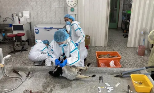 ▲宜蘭三星鄉農場王姓負責人不滿前員工跳槽，操控空拍機投放摻有劇毒農藥的苜蓿粒，害死多隻山羊、梅花鹿與羊駝，檢方依動保法與毀損罪起訴，建請重判。（圖／翻攝畫面）