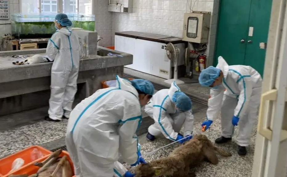 ▲宜蘭三星鄉農場王姓負責人不滿前員工跳槽，操控空拍機投放摻有劇毒農藥的苜蓿粒，害死多隻山羊、梅花鹿與羊駝，檢方依動保法與毀損罪起訴，建請重判。（圖／翻攝畫面）