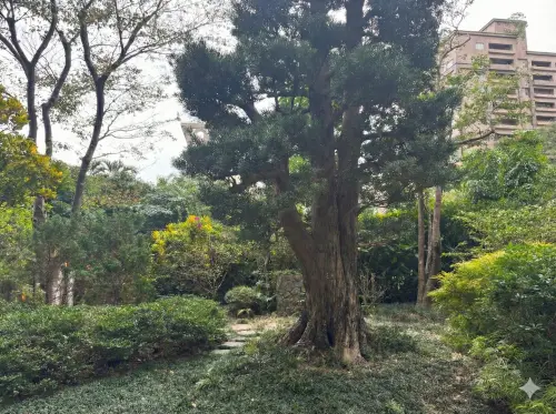 ▲陶朱隱園的「鎮園之寶」雖僅約4-5公尺高，但樹齡已達500年。樹醫生指出，因羅漢松生長極為緩慢，濃縮了百年歲月，身價高達600萬元。（圖／記者徐銘穗攝、AI修圖示意）