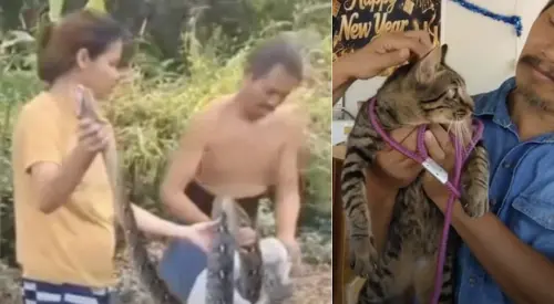 目睹蟒蛇纏貓　泰國孕婦徒手掰蛇救回愛寵一命
