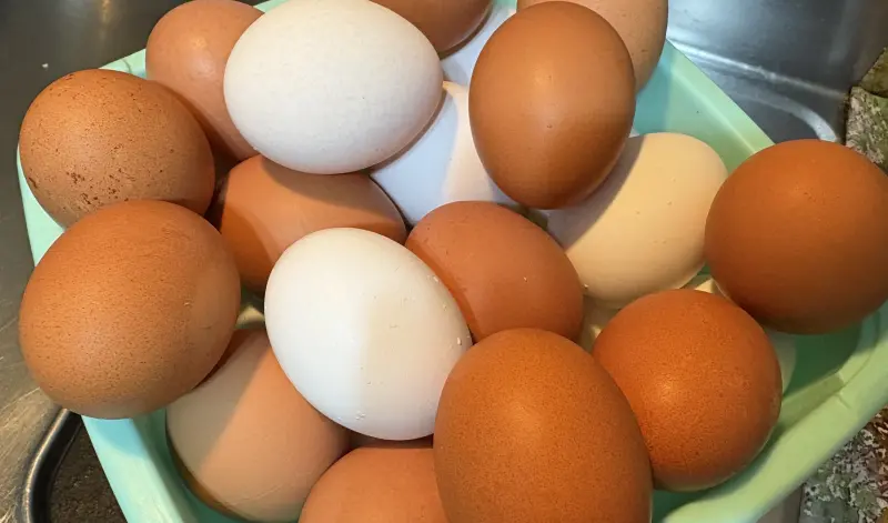 ▲近來因低溫減產，雞蛋價格昨起每台斤漲3元。（圖／記者顏幸如攝，2026.01.28）