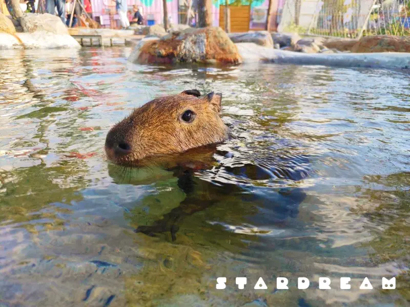 ▲宜蘭動物樂園「星夢森林劇場」，2023年曾遭同業以空拍機投毒，案件在近期正式被宜蘭地方檢察署提起公訴。（圖／星夢森林劇場）