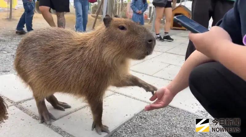 ▲宜蘭「星夢森林劇場」遭同業報復，用空拍機投放劇毒飼料，造成園區內動物集體死亡，兇手正是張美阿嬤農場創始人之子王男。（圖／記者鄧庭婷攝）