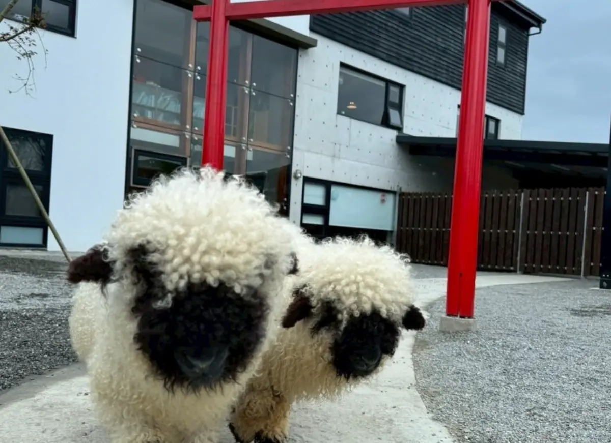 ▲張美阿嬤農場是宜蘭動物農場先驅，更因為日系建築風格因而被譽為「台版奈良」。（圖／張美阿嬤農場（月森甯手作工坊））