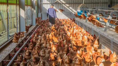 ▲豐康牧場以友善平飼取代傳統籠飼，蛋雞品種是紅羽雞。（資料畫面／台中市政府提供，2026.01.28）