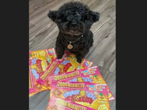 屬馬「貴賓狗」帶財？幫挑刮刮樂竟中100萬　中年男喊：太神奇了
