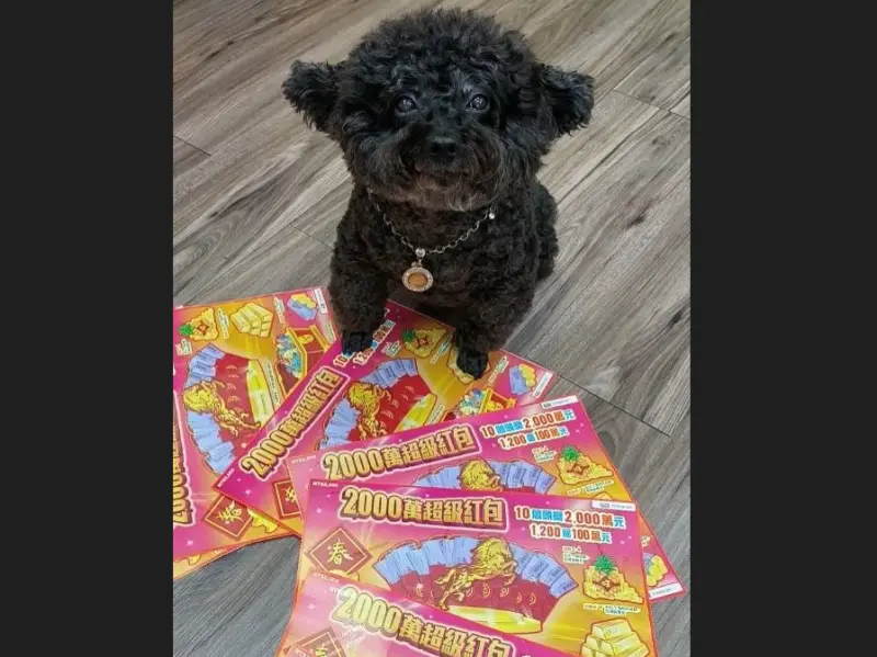 ▲屬馬「貴賓狗」帶財？宜蘭中年男請店狗幫挑2000元刮刮樂，真的刮中百萬元，讓中年男直呼「太神奇了」。（圖／台灣彩券公司提供）