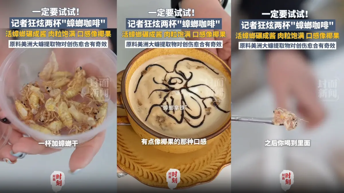 ▲中國四川一家美洲家蠊養殖場，推出蟑螂醬咖啡、蟑螂脆脆咖啡，中媒記者也實際品嚐分享口感。（圖／翻攝自微博）