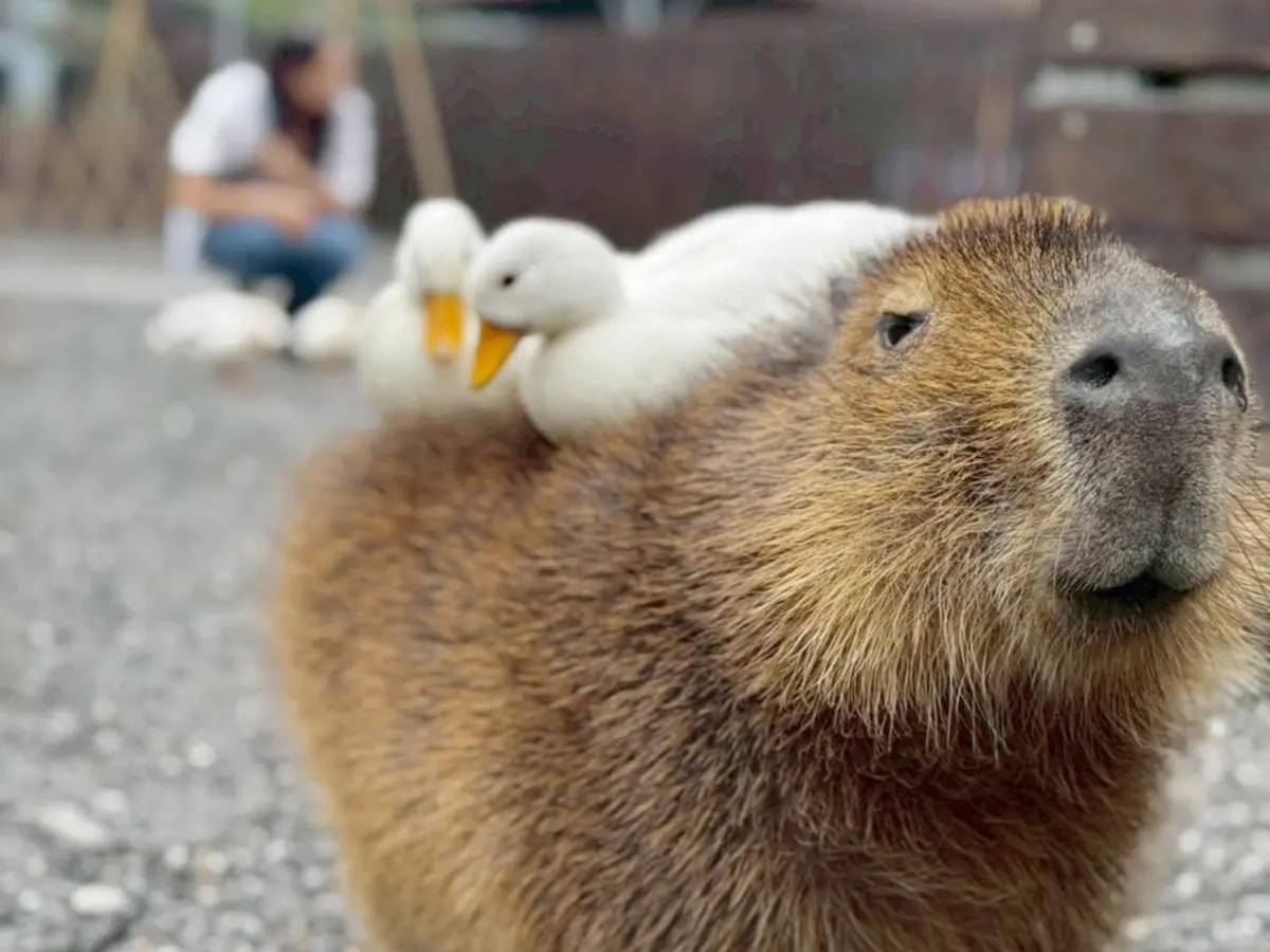 ▲張美阿嬤兒爆出投毒同業，其17年前的黑歷史再度被挖出。（圖／翻攝自張美阿嬤農場臉書）