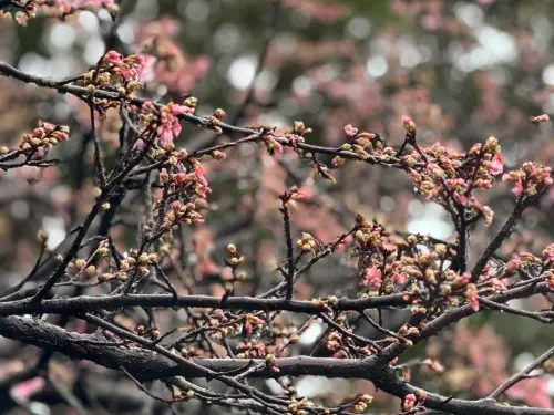 ▲「2026花見櫻花季」今日將在天元宮登場，官方建議追蹤新北農業局臉書了解每日花況。（圖／取自新北市農業局https://www.facebook.com/agr.ntpc）