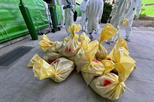 ▲做上記號的雞屍將被運往化製場處理。（圖／台中市政府提供，2026.01.29）