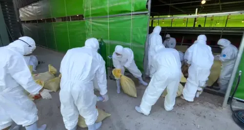 台中蛋雞禽流感撲殺近5千隻　農業部：雞蛋供應尚屬無虞
