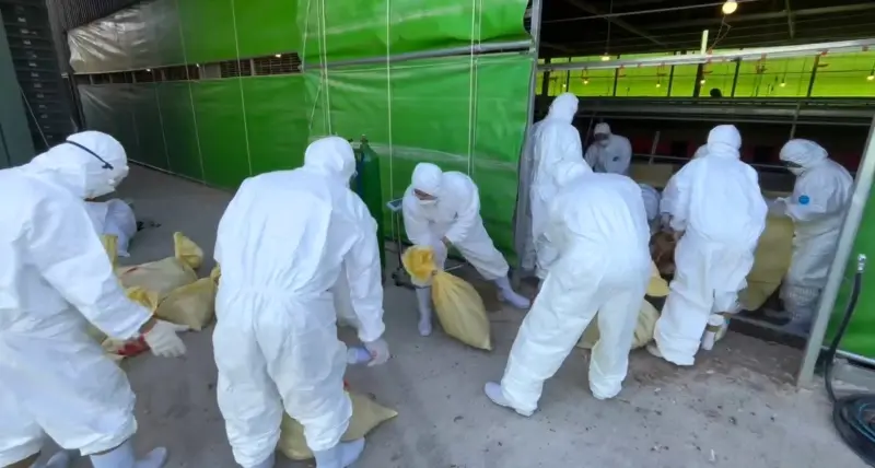 ▲台中爆發蛋雞場隱匿禽流感疫情，違規運送雞屍且持續出貨雞蛋，共計超過7000台斤禽流感雞蛋外流。譚敦慈傳授「6大安全吃蛋法」，藉此降低風險安心吃。（圖／台中市政府提供）