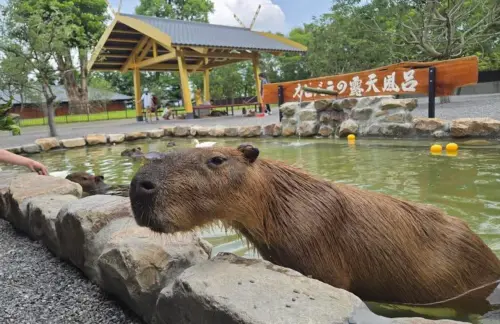 張美阿嬤農場三姐不忍了！痛揭「弟毒殺動物」真相　分家內幕曝光
