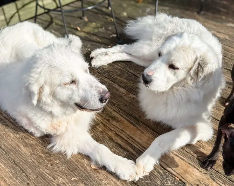 ▲美國動物救援組織連續兩年從收容所救出兩隻大白熊犬，但兩隻狗狗同腿都被截肢，驗DNA發現竟是親兄弟。（圖／Dog Squad臉書）