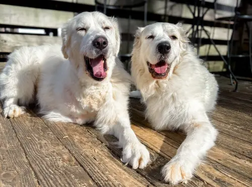 ▲伯尼與阿提克斯一見如故，彼此才剛見面像是多年不見的老友一般，感情相當好。（圖／Dog Squad臉書）