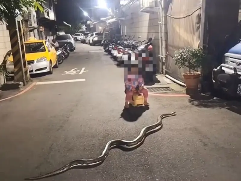 ▲新北市蘆洲區27日晚間有女童在巷口騎學步車，前方竟出現一條2公尺巨蟒。（圖／翻攝自社會事新聞影音）