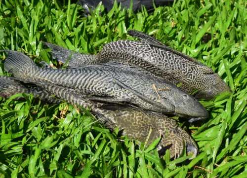 ▲2021年至2022年間，大湖跟碧湖就有多達2萬隻琵琶鼠魚被移除。（圖／台北市政府）