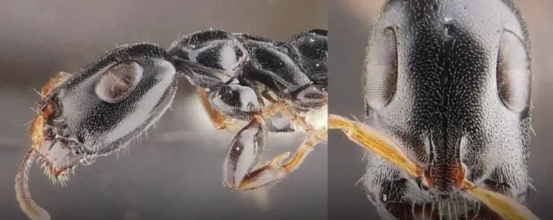 ▲泰國研究團隊在董里府橡膠園發現螞蟻新物種，以詩琳通公主命名，但自從當地開發後就再也沒見過。（圖／翻攝自The Thaiger）