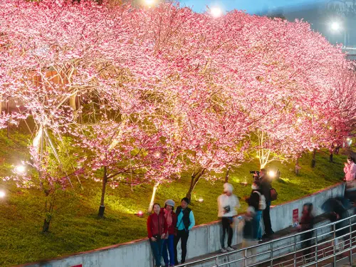 「2026樂活夜櫻季」今晚於內湖樂活公園開幕！賞花地圖、交通先看
