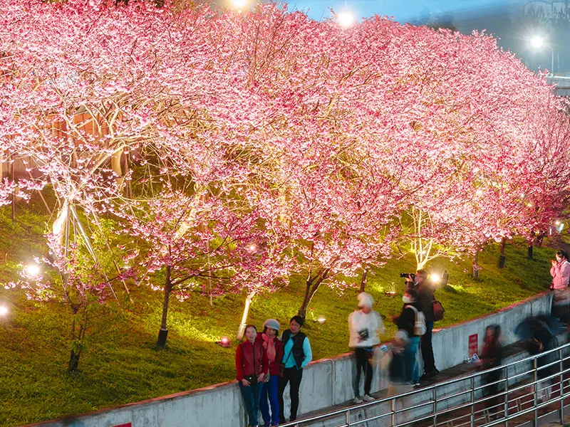 ▲「2026樂活夜櫻季」今（30）日晚間18:00，將在內湖樂活公園點燈開幕，展至2月22日。（圖／樂活夜櫻季官網https://www.flowersfestival.taipei/）