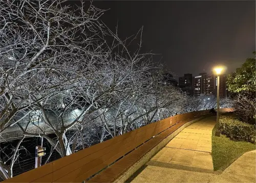 ▲「2026樂活夜櫻季」今（30）日晚間18:00，將在內湖樂活公園點燈開幕。（圖／樂活夜櫻季官網https://www.flowersfestival.taipei/）