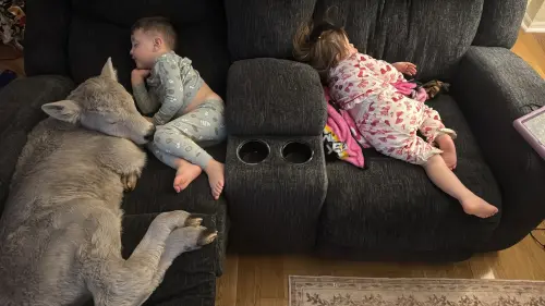 新生小牛寒流凍僵！美國農戶抱進屋救命　孩子沙發陪睡取暖超治癒
