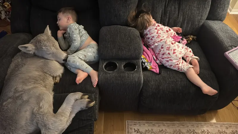 ▲美國肯塔基州一戶農家上週末在極端低溫來襲時，將一頭在嚴寒中奄奄一息的新生小牛帶進家中取暖，結果小牛和孩子一起在沙發上睡覺，畫面超治癒。（圖／翻攝自臉書）