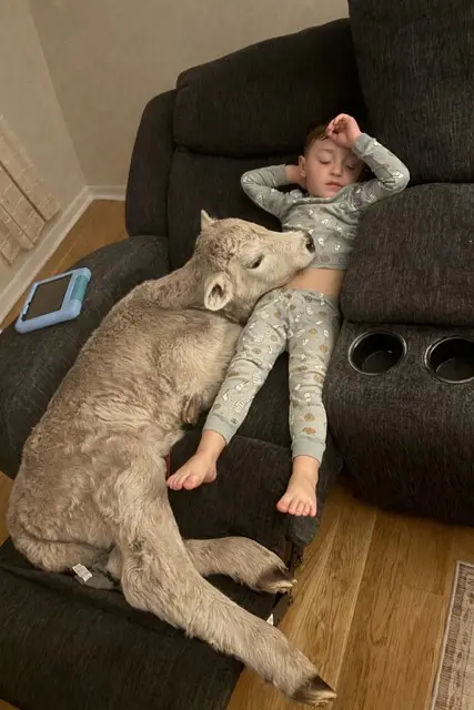 ▲美國肯塔基州一戶農家上週末在極端低溫來襲時，將一頭在嚴寒中奄奄一息的新生小牛帶進家中取暖，結果小牛和孩子一起在沙發上睡覺，畫面超治癒。（圖／翻攝自臉書）