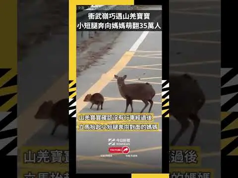 武嶺下山直擊山羌寶寶！小短腿光速奔向媽媽　萌翻35萬人：太可愛｜NOWNEWS