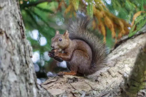 ▲大安森林公園有許多親人的松鼠，醫師表示，松鼠傳染漢他病毒的機會較低。（示意圖／翻攝自photoAC）