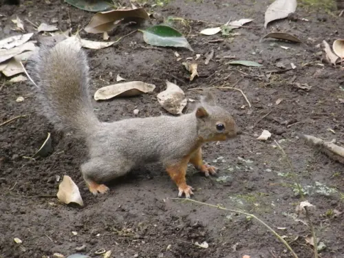 大安漢他病毒奪命！大安森林公園松鼠也會傳染？醫解答：機會不高
