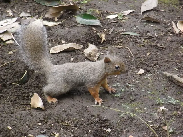 ▲有民眾好奇，松鼠會不會傳染漢他病毒，對此醫師表示，機會不高。（示意圖／翻攝自photoAC）