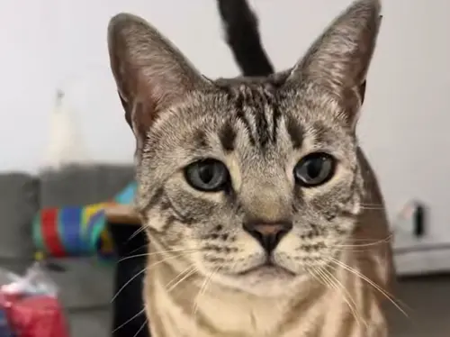 虎斑貓不會喵喵叫！主人：以為弱智　一開口超震撼：孟婆湯沒喝完
