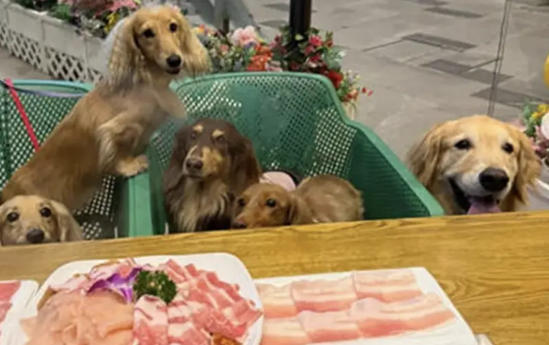 ▲飼主直接拿餐廳盤子餵狗，引發衛生疑慮，業者目擊後將整桌餐具銷毀。（圖／翻攝自Instagram）