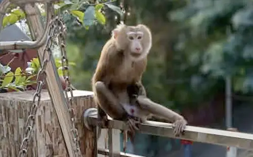 6公斤重猴子狂咬人！越南胡志明猛猴已咬傷3人
