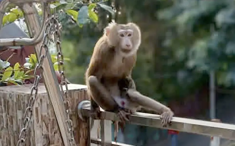▲越南胡志明市頭頓坊（Vung Tau Ward）近日出現一隻體重約6公斤的猴子，頻繁闖入住家、破壞物品，甚至咬傷居民。（圖／翻攝自越南快訊）