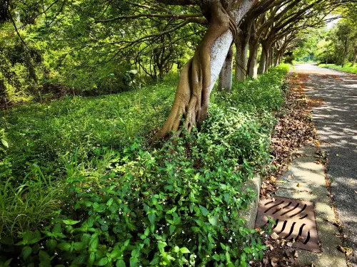 快訊／台中公園草叢藏白骨！路人翻出嚇傻　警一查他已失蹤4個月

