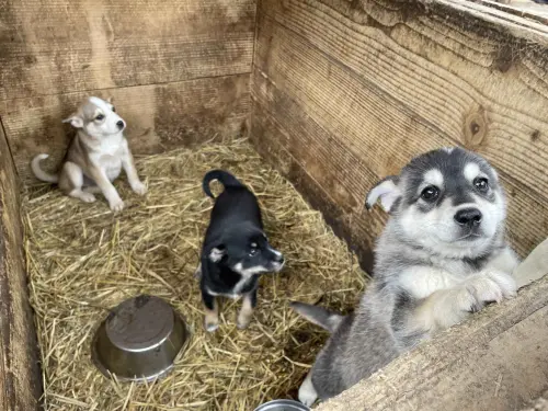 ▲導演山田茜表示，期盼將這些戰火之下溫暖、真實的故事傳遞出去，讓更多人看見戰火下烏克蘭人們與動物的處境。（圖／天馬行空）