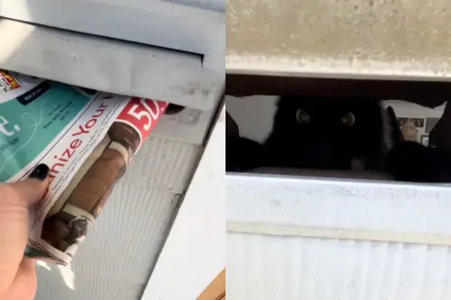 把郵差當死對頭！黑貓天天「出手攔信」：就是不給寄　媽尷尬道歉
