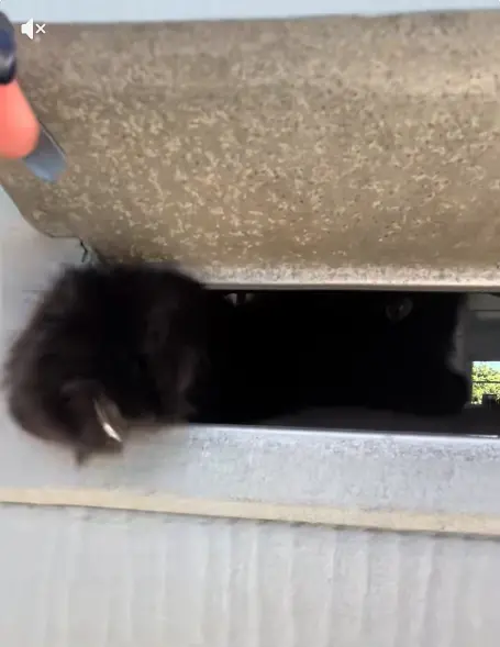 ▲法蘭基緊緊用爪子勾住信箱，對著外頭發出嘶嘶聲響，神情專注又戒備，像是在執行守門任務，阻止任何「不明物體」入侵家園。（圖／翻攝自TikTok@frankieunsupervised）