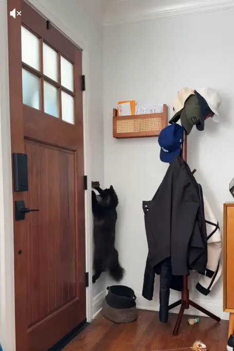 ▲只要郵差一靠近信箱，法蘭基就會準時現身，幾乎天天上演攔信戲碼。（圖／翻攝自TikTok@frankieunsupervised）